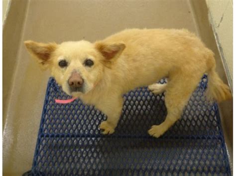 Adoptable Dogs at the Gwinnett County Animal Shelter | Norcross, GA Patch