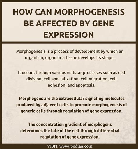 How Can Morphogenesis be Affected by Gene Expression - Pediaa.Com