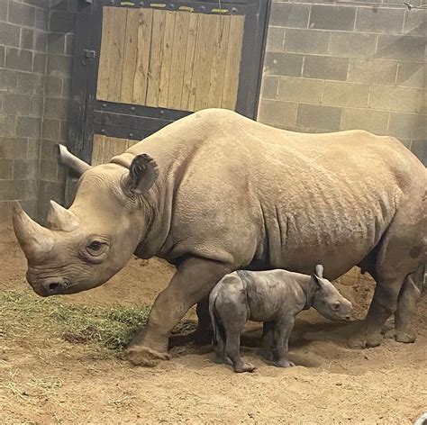 Adorable New Baby Black Rhino Born At The Little Rock Zoo