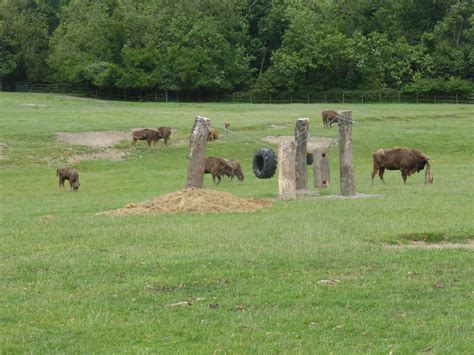 European bison herd - ZooChat