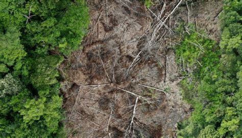 Gambar 3.4: Deforestasi yang terjadi di Hutan Kalimantan (Butler, 2020 ...