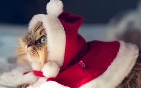 santa, Cat Wallpapers HD / Desktop and Mobile Backgrounds