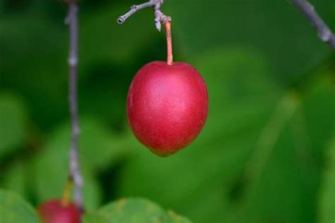 34 Plum Varieties - Different Kinds of Plums With Photos