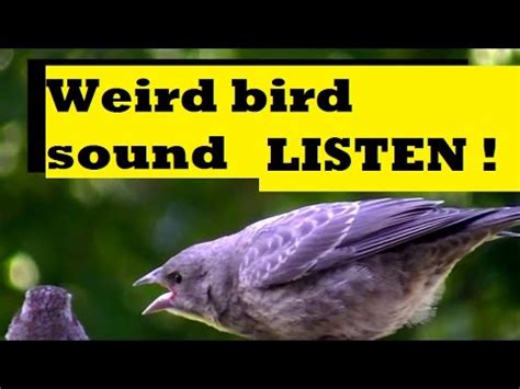 Weird Bird Sound - Nature Mystery Sounds - YouTube