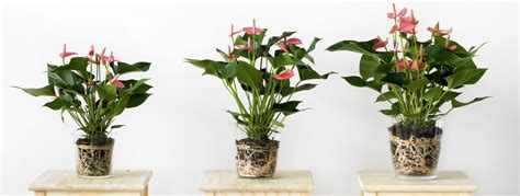 An anthurium in water: a few tips