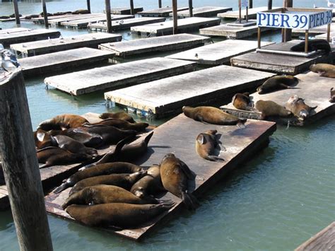 Sea Lions, Pier 39, Fisherman's Wharf, San Francisco, California