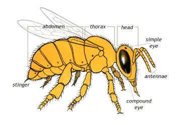 Biology Illustration Three