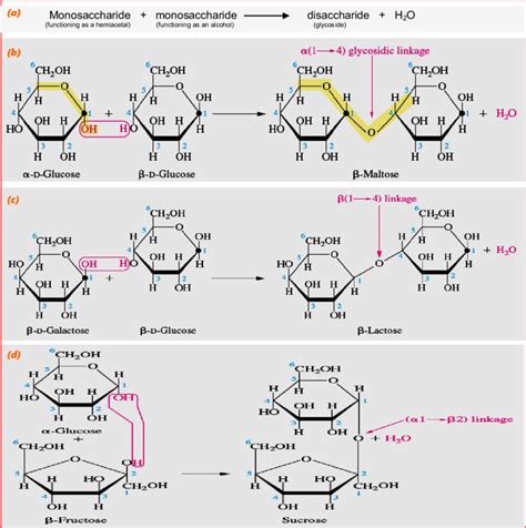 Disaccharide formation. (a) formula for disaccharide (b) Maltose is ...