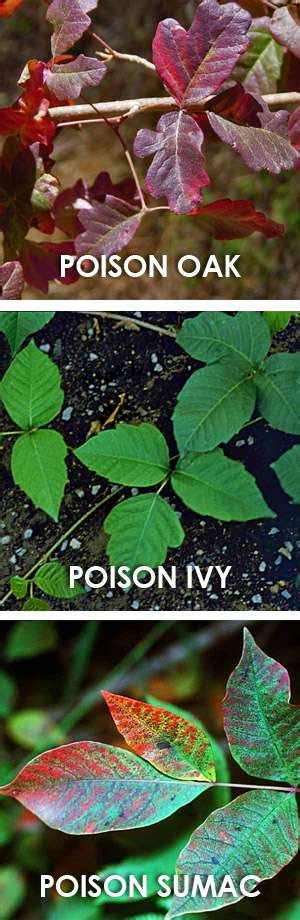 How to Recognize and Treat Poison Ivy, Poison Oak and Poison Sumac ...