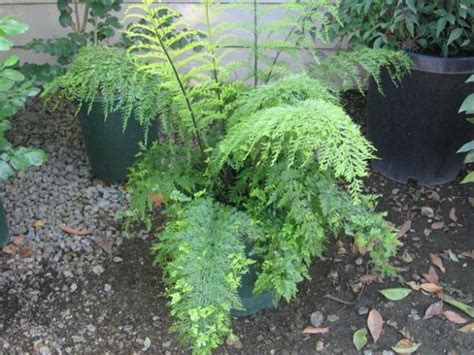 Asplenium bulbiferum – pb5 (20/25) – Greenleaf Nurseries