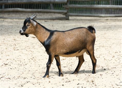 Miniature Goat Breeds | Simple Living Country Gal