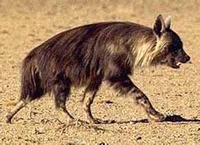 Brown Hyena: Facts, Characteristics, Habitat and More - Animal Place