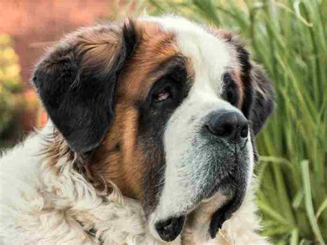 St. Bernard Temperament: A benign giant for the whole family