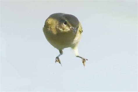 Guy Captures Photo Of Bird Without Wings - The Dodo