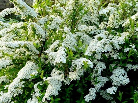 How to Prune a Spirea - gardens.com | Bloemplanten, Tuin struiken, Landschapsarchitectuur ontwerp