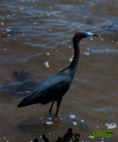 Birds of Florida - Herons and Egrets