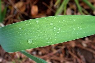 Rain Catcher | Rain Catcher | Alan Levine | Flickr