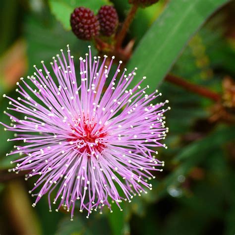 Shy Plant, Mimosa Pudica, Sensitive Bonsai Plant 50pcs /pack – GreenSeedGarden