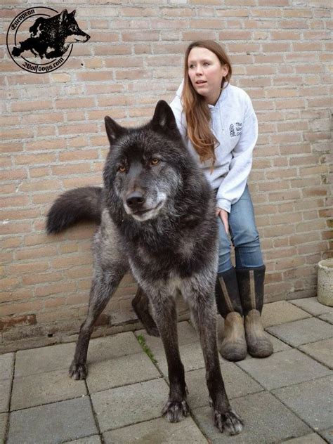 17 Best ideas about Wolf Hybrid Dogs on Pinterest | Wolf dogs, Wolf hybrid puppies and Husky ...