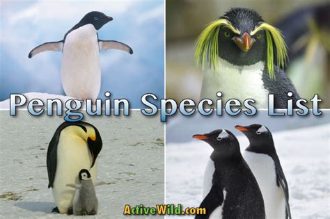 Fiordland Penguin Facts For Kids | Kids Matttroy