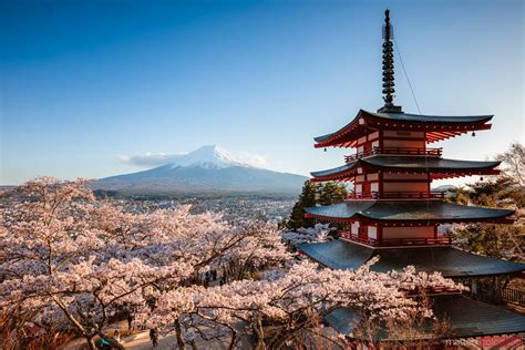 - Chureito pagoda and Mt Fuji with cherry blossom | Royalty Free Image