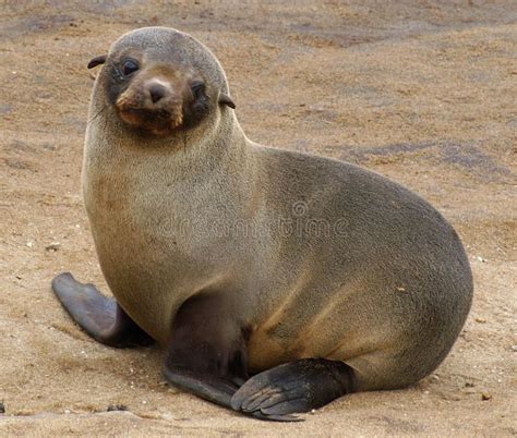 Fur seal pup. A very sweet shot of a fur seal pup, taken at cape cross seal colo , #Ad, #sweet ...