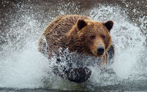 🔥 [40+] Grizzly Bear Wallpapers Desktop Backgrounds | WallpaperSafari