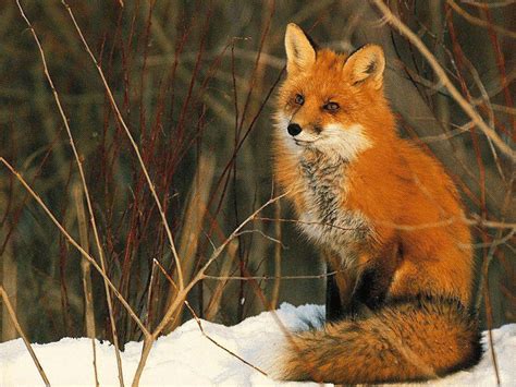 Red Fox - Red Foxes Wallpaper (13290156) - Fanpop