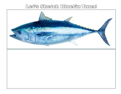 How to Draw a Bluefin Tuna