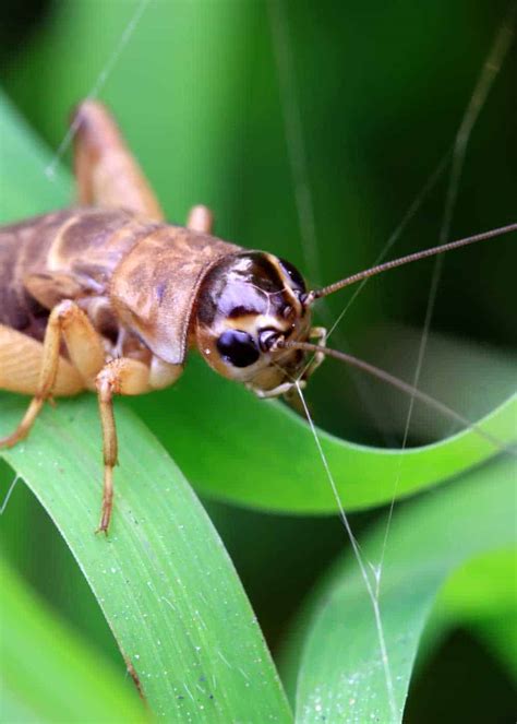 Cricket Trap: How to Catch a Cricket (Live or Lethal) 7 Ways » The ...