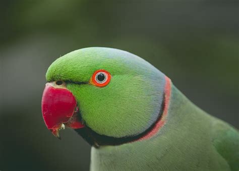 Close Up Photo of Green Birds · Free Stock Photo