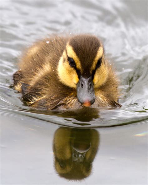 Free photo: Baby Mallard Duck - Adorable, Furry, Wing - Free Download - Jooinn