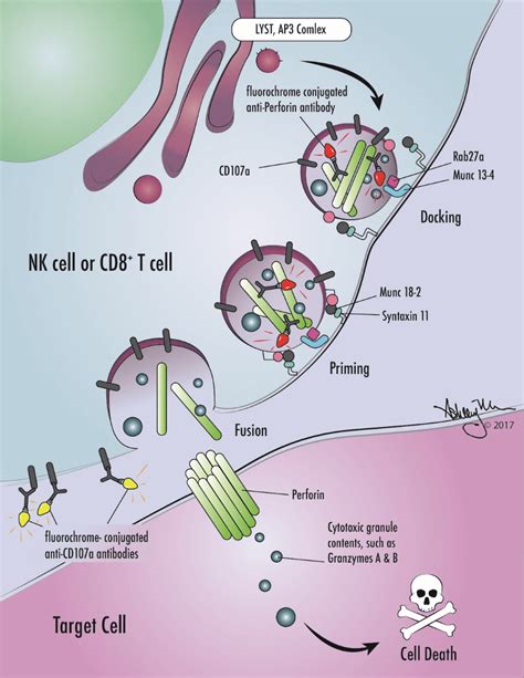 Diagnosing HLH | Hemophagocytic Lymphohistiocytosis