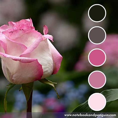 8 Striking Pink And Black Color Palette Ideas: With Hex Codes