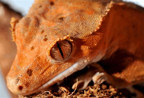 Crested Gecko Care Guide