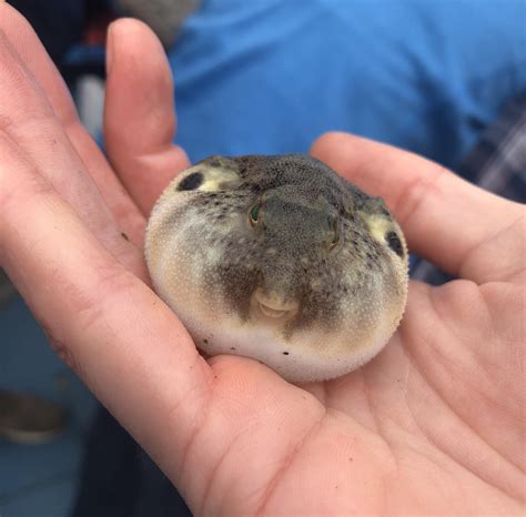 Baby Pufferfish!! : r/aww