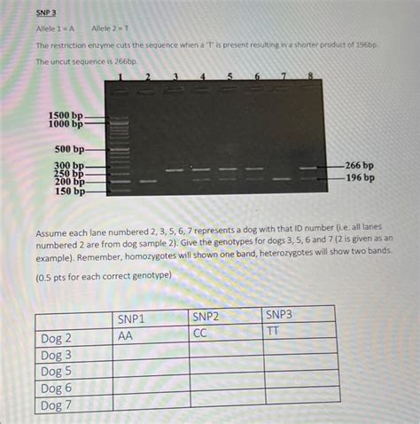 Solved PCR/Genotyping analysis Three gel pictures are shown | Chegg.com