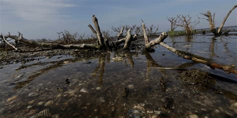 Mangroves in the Philippines: Human Impact