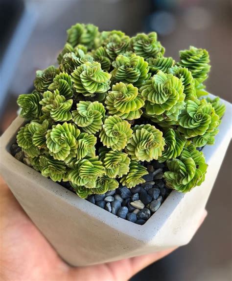 100+ Gorgeous Succulent Plants Ideas For Indoor And Outdoor Full Of ...