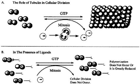 Role of Tubulin in Cell Division and Interaction with Tubulin Ligands... | Download Scientific ...