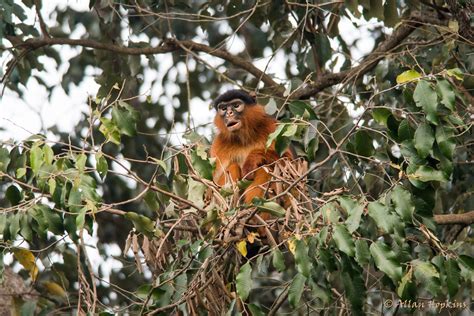 Study finds African oil palm cultivation at odds with primate ...