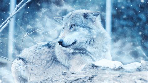 Winter Wolf Wallpapers | HD Wallpapers | ID #21645