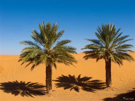 Quotes about Sahara Desert (28 quotes)