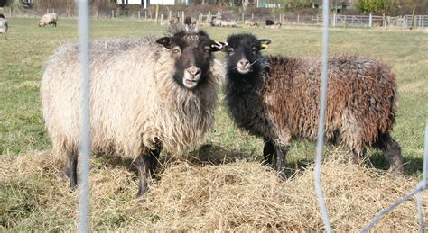 Rare breed North Ronaldsay ewe and lamb #biodynamic #organic #rarebreed #NorthRonaldsay #ewe # ...