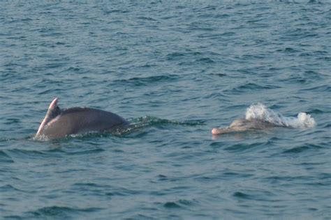 156 endangered Irrawaddy dolphins sighted in Chilika lake