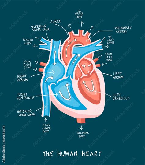 Hand drawn illustration of human heart anatomy. Educational diagram ...