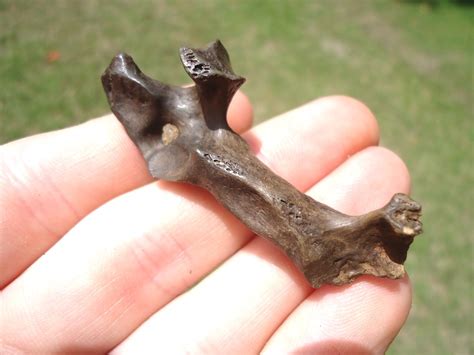 Cervical Vertebra from Rare Early Pleistocene Lesser Giant Armadillo ...