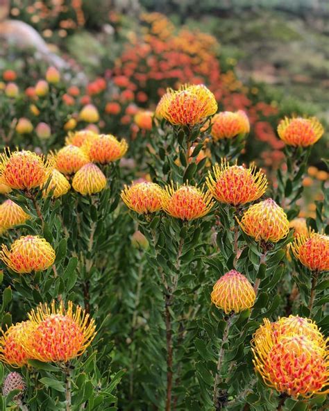 PlantFiles Pictures: Leucospermum, Pincushion Protea 'Rainbow Sunset' (Leucadendron) by Kell