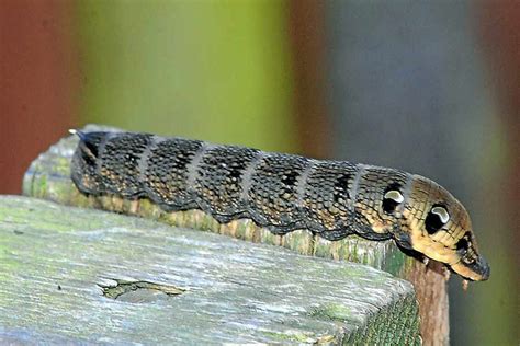 Surprise as giant caterpillar found in garden Telford | Shropshire Star