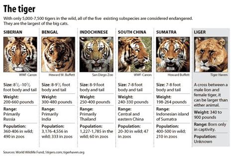 Species of tiger